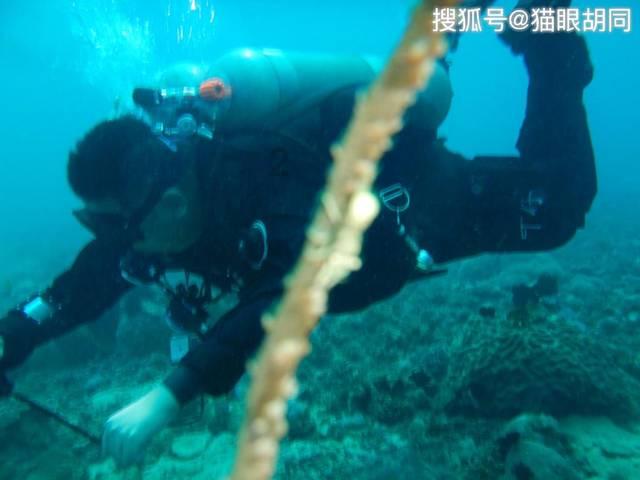 桃花侠守卫战